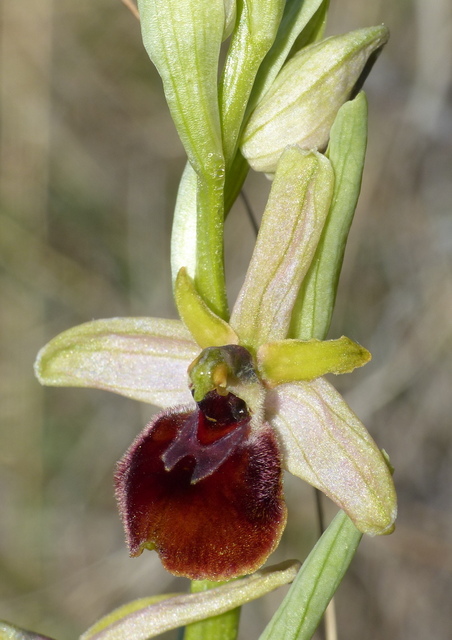 Ophrys precoci nellAbruzzo sud orientale 2022